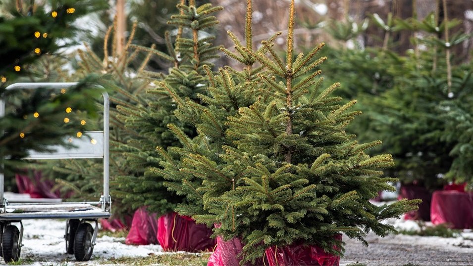 W lasach jest coraz mniej kradzieży choinek. Złodzieje przenieśli się na prywatne plantacje W lasach jest coraz mniej kradzieży choinek. Złodzieje przenieśli się na prywatne plantacje