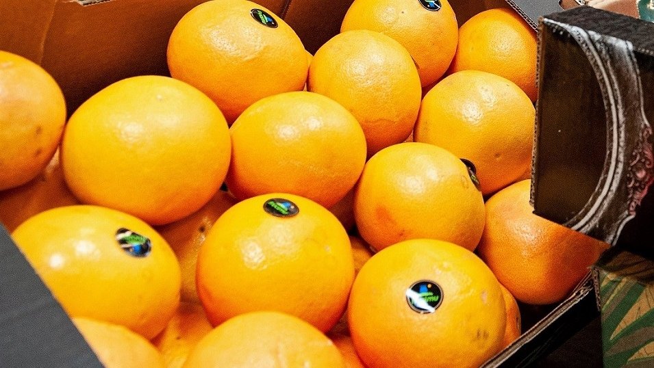Ceny pomarańczy i jabłek spadają. Reszta owoców zdrożała. Najbardziej podskoczyły grejpfruty i banany Ceny pomarańczy i jabłek spadają. Reszta owoców zdrożała. Najbardziej podskoczyły grejpfruty i banany